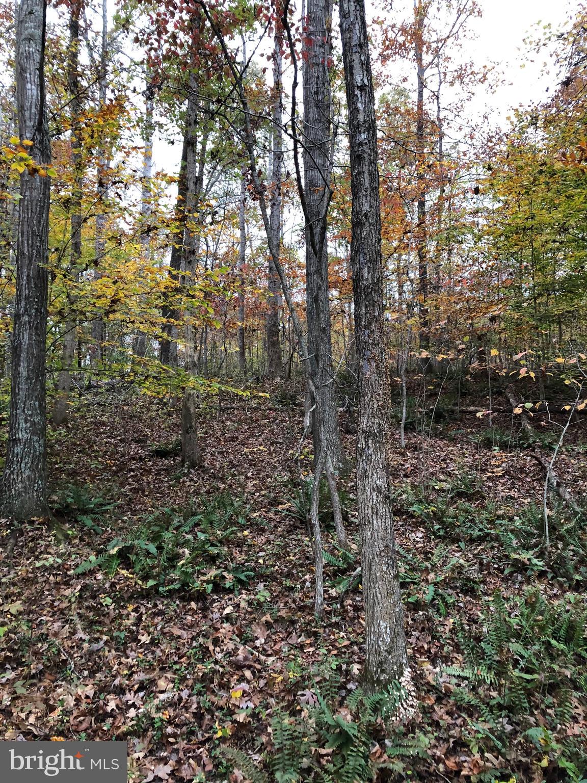 Black Hill Road Rixeyville, VA 22737 - Photo 10 of 18 Gallery Image 10