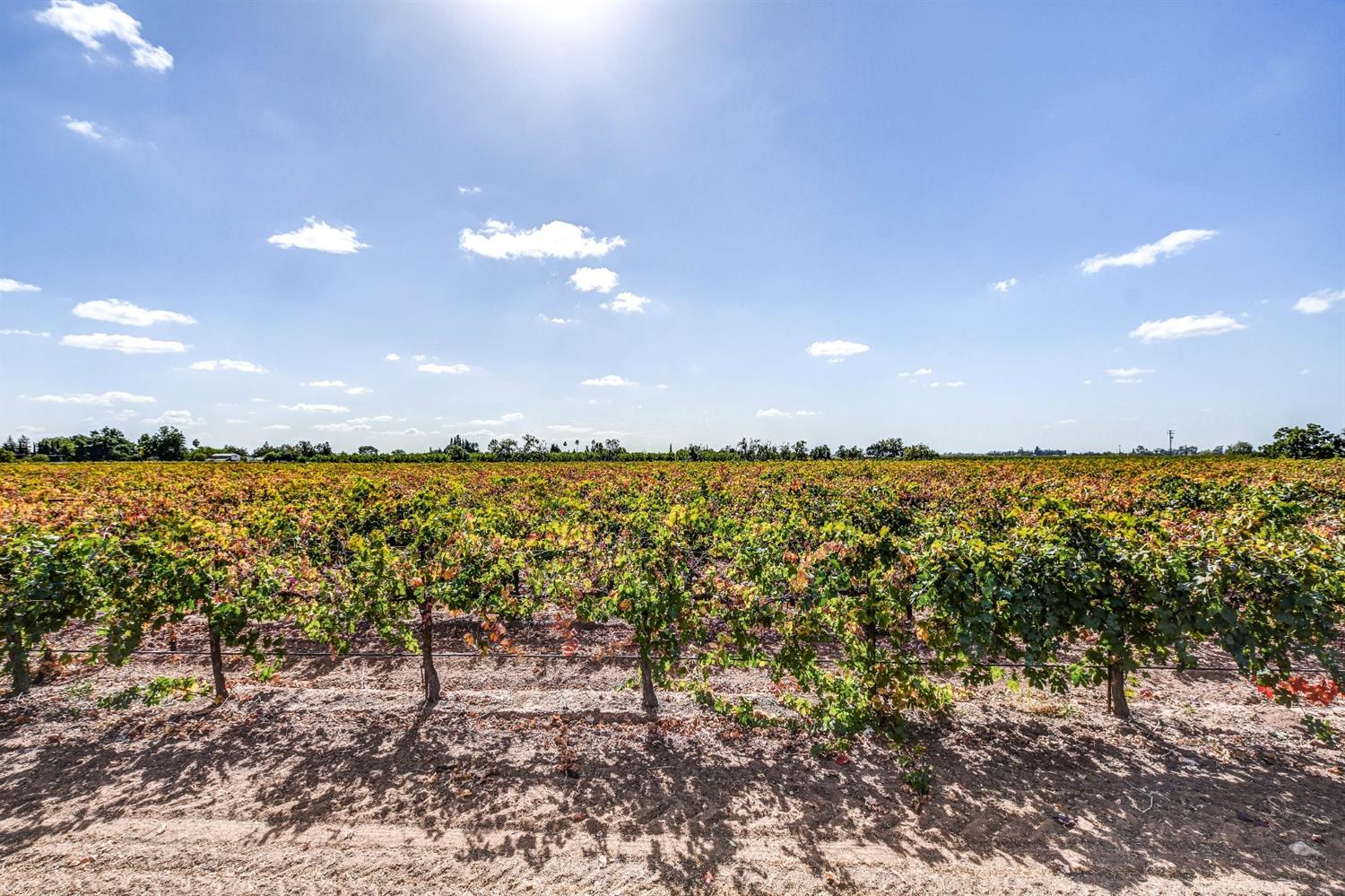 5712 East Jahant Road Galt, CA 95632 - Photo 37 of 42 Vineyard behind subject.