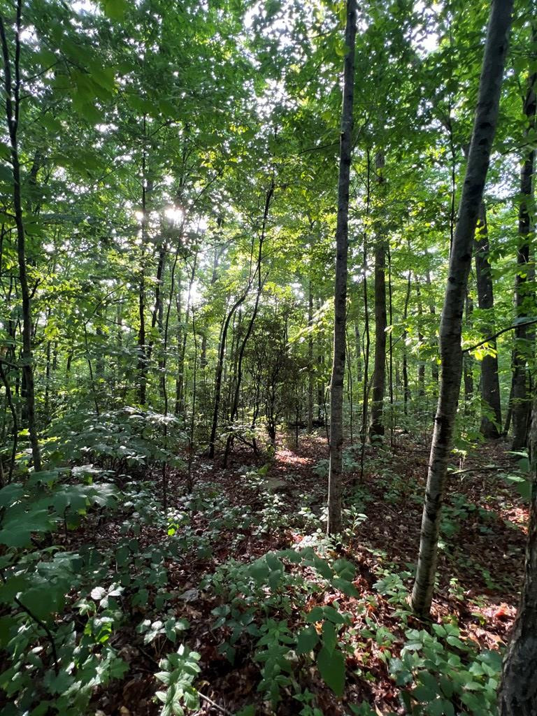0 Laurel Drive Marble, NC 28905 - Photo 22 of 42