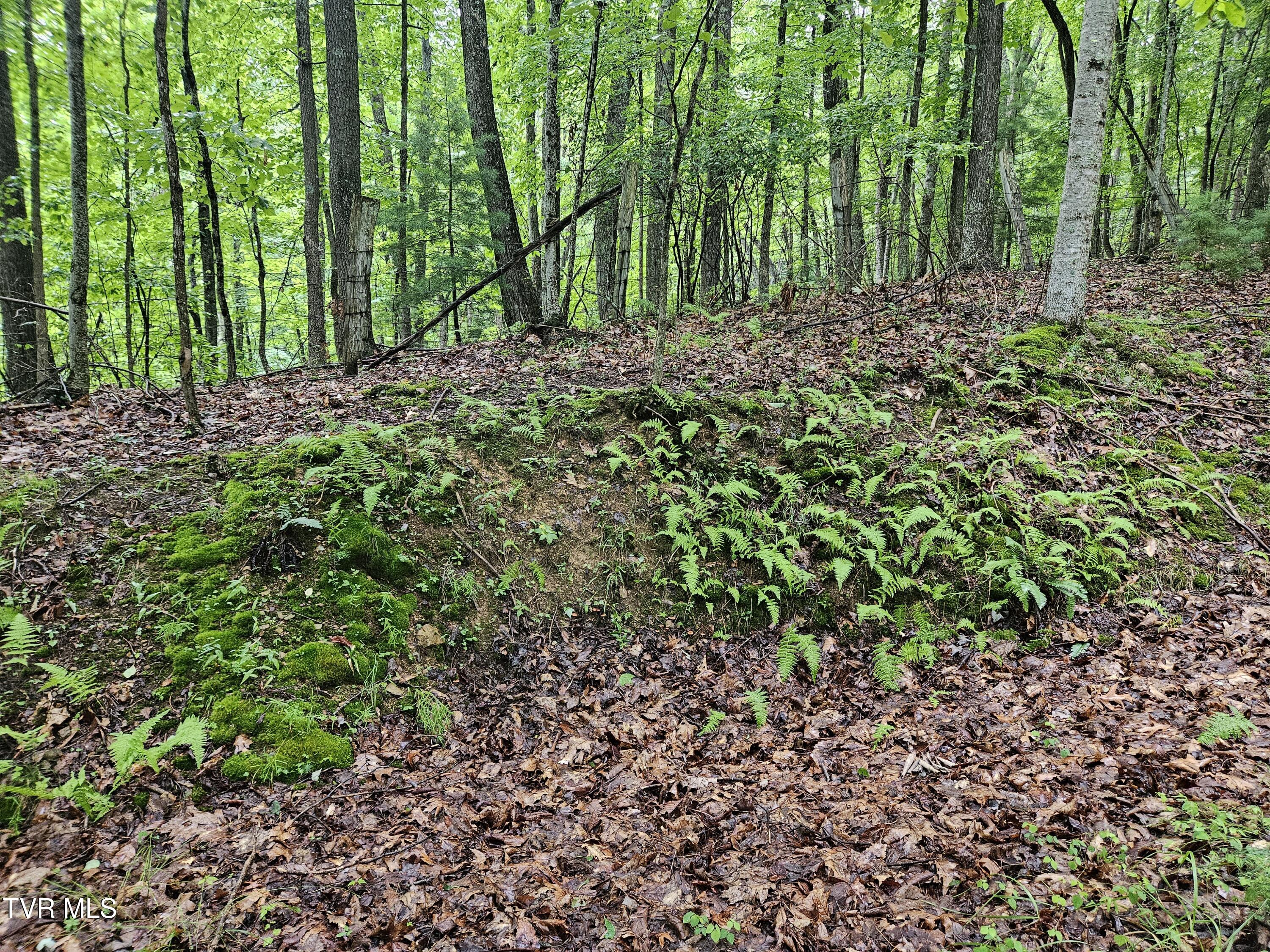 Tbd Jaybird Branch Road Coeburn, VA 24230 - Photo 4 of 16 20260722_180323