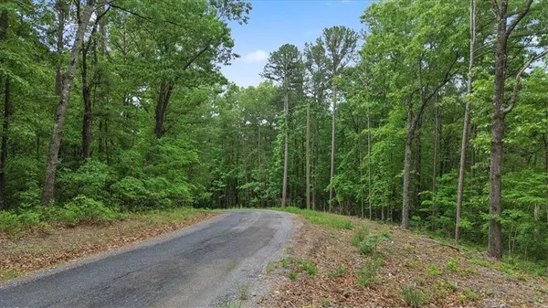 a view of a forest filled with trees