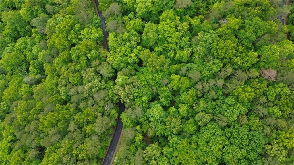 1563 Crystal Lane Northeast Ranger, GA 30734 - Photo 12 of 31 a view of a lush green forest