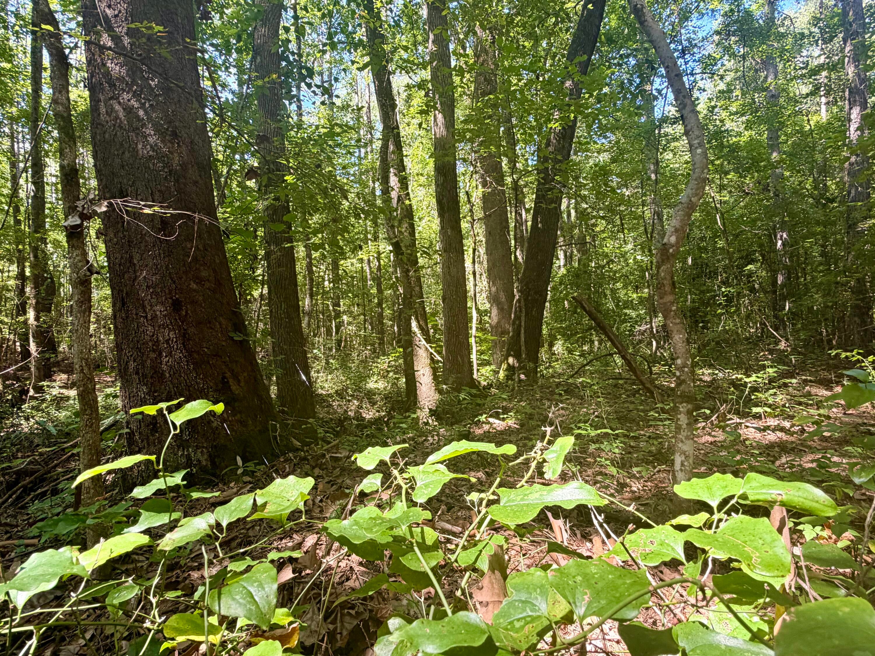 172 Co Road Guntown, MS 38849 - Photo 6 of 10 Gallery Image 6