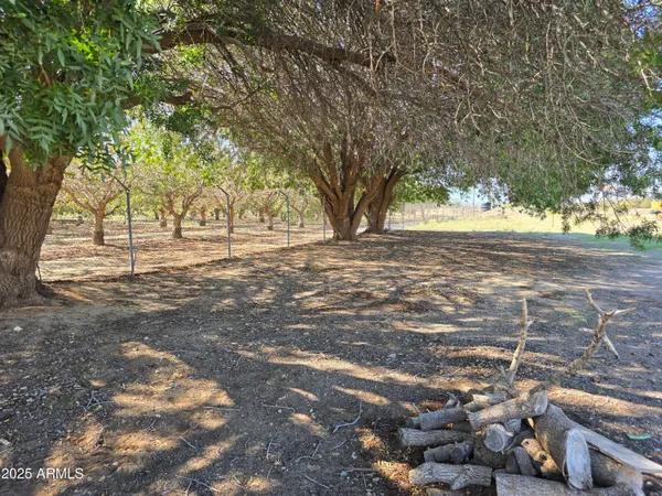 a view of dirt yard with a large tree