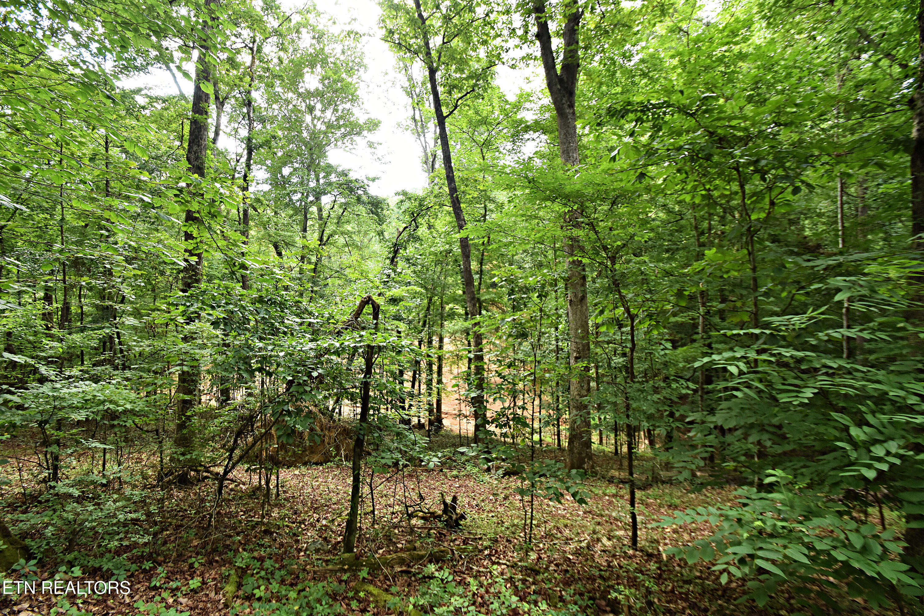 0 Early Road, Unit 3 Knoxville, TN 37922 - Photo 8 of 8 0 Early Road Tract 3