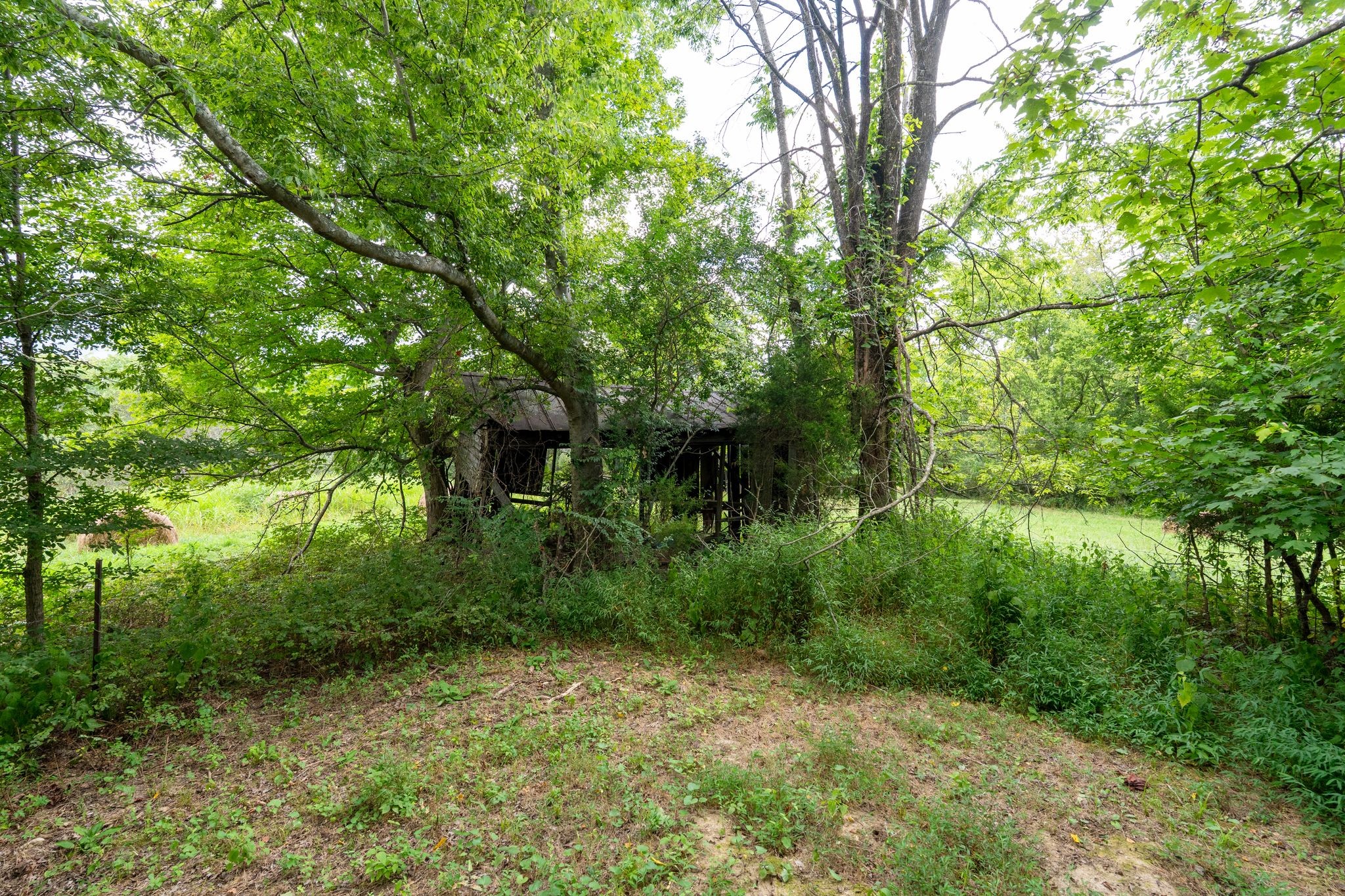 2882 Mobley Ridge Road Duck River, TN 38454 - Photo 18 of 70 a view of a lush green forest