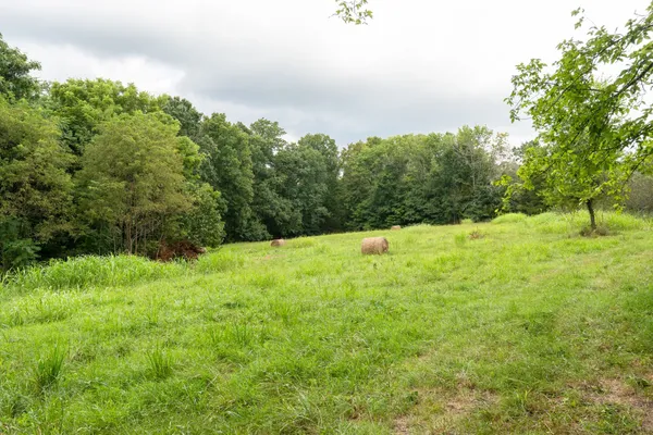 a view of a lush green forest with trees and some houses