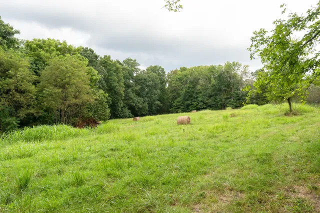 a view of a lush green forest with trees and some houses