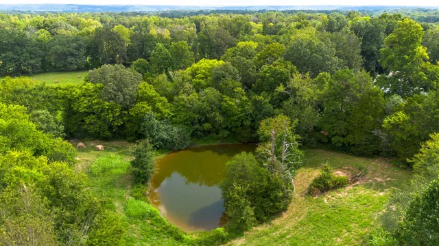 a view of a backyard with plants and a wooden fence