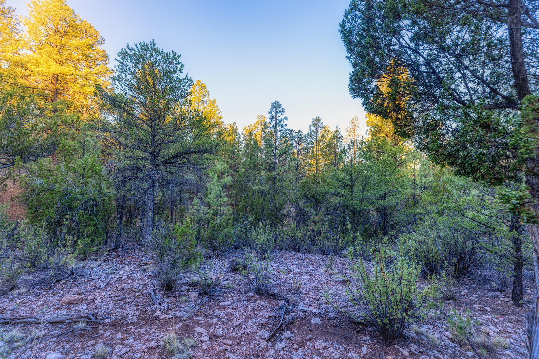 2333 Elk Ridge Lane Overgaard, AZ 85933 - Photo 11 of 20