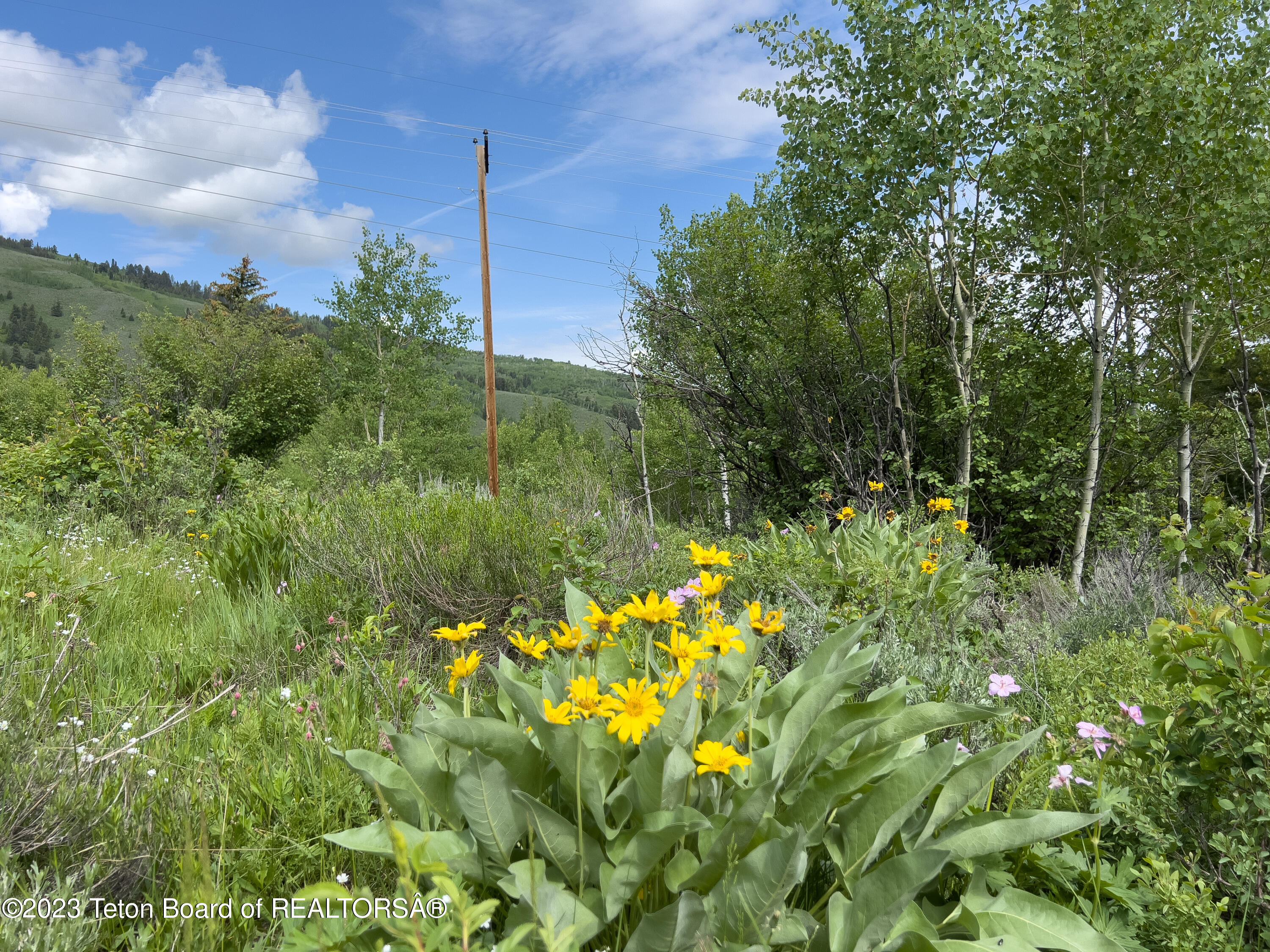Rodeo Road Jackson, WY 83001 - Photo 11 of 25 Arrowleaf