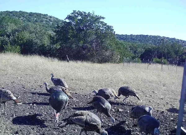 $825,000 | 7997 Sd 52100, Rocksprings, TX 78880