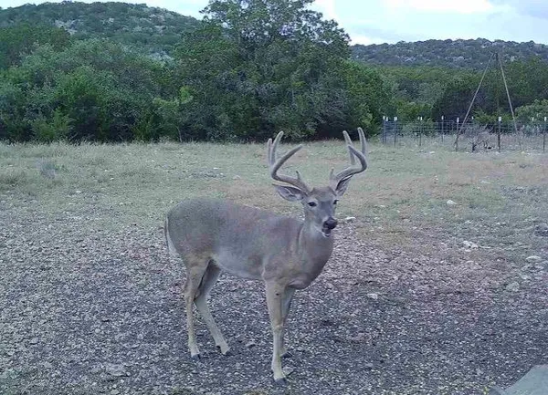 $825,000 | 7997 Sd 52100, Rocksprings, TX 78880