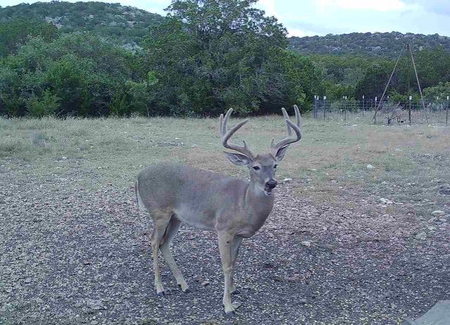 7997 Sd 52100 Rocksprings, TX 78880 - Photo 7 of 71