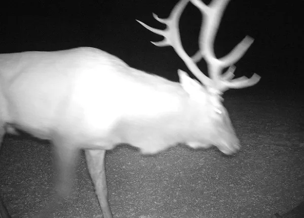 $825,000 | 7997 Sd 52100, Rocksprings, TX 78880