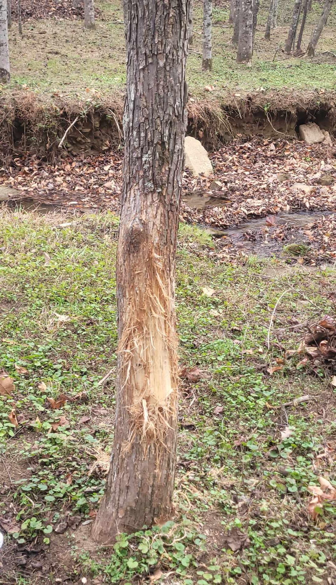 7475 Willow Branch Road Boones Mill, VA 24065 - Photo 2 of 30