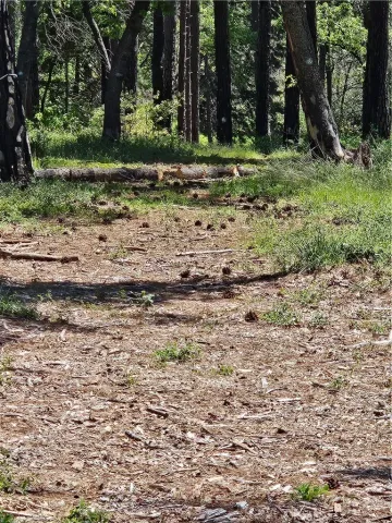a view of a yard with a tree