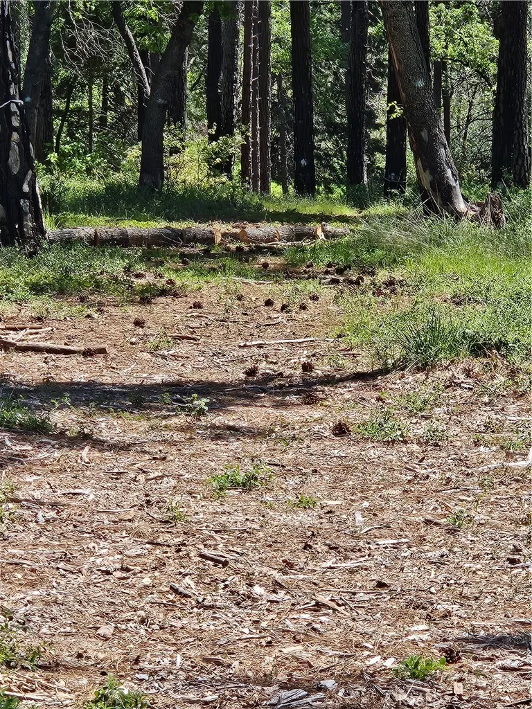 0 Boeta Paradise, CA 95969 - Photo 4 of 4 a view of a yard with a tree