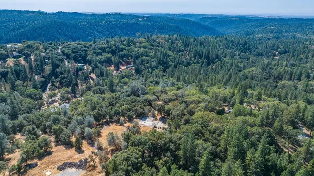 a view of a lush green forest with trees in the background