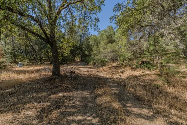 a view of a yard with a tree