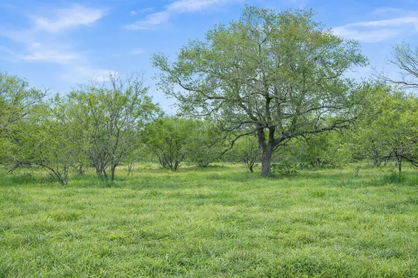 a big yard with lots of green space and plants