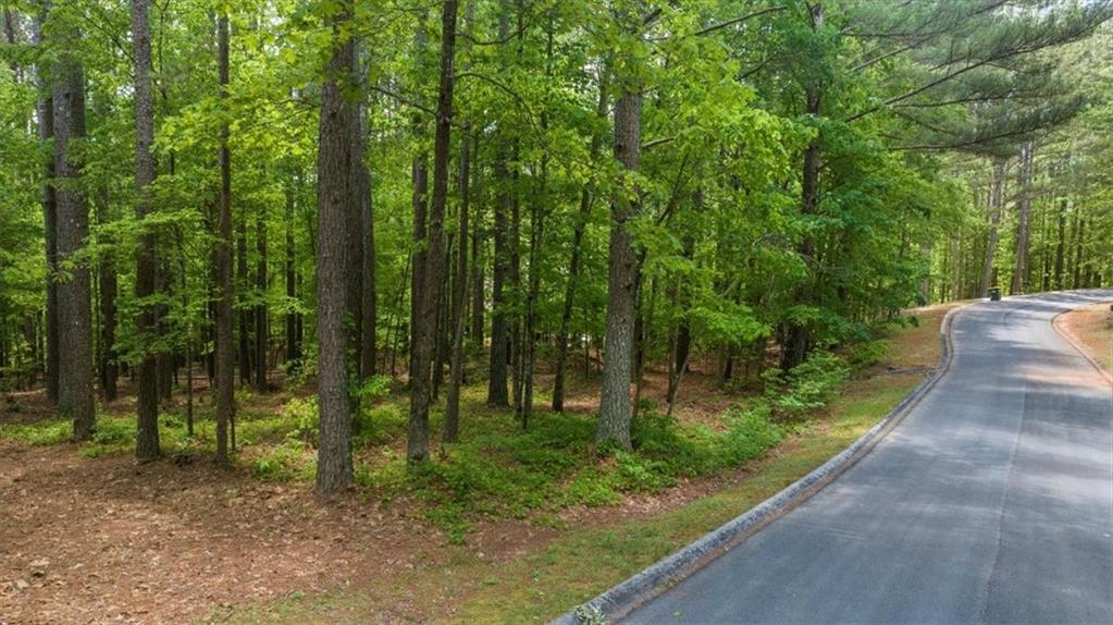 a view of a forest with trees in the background