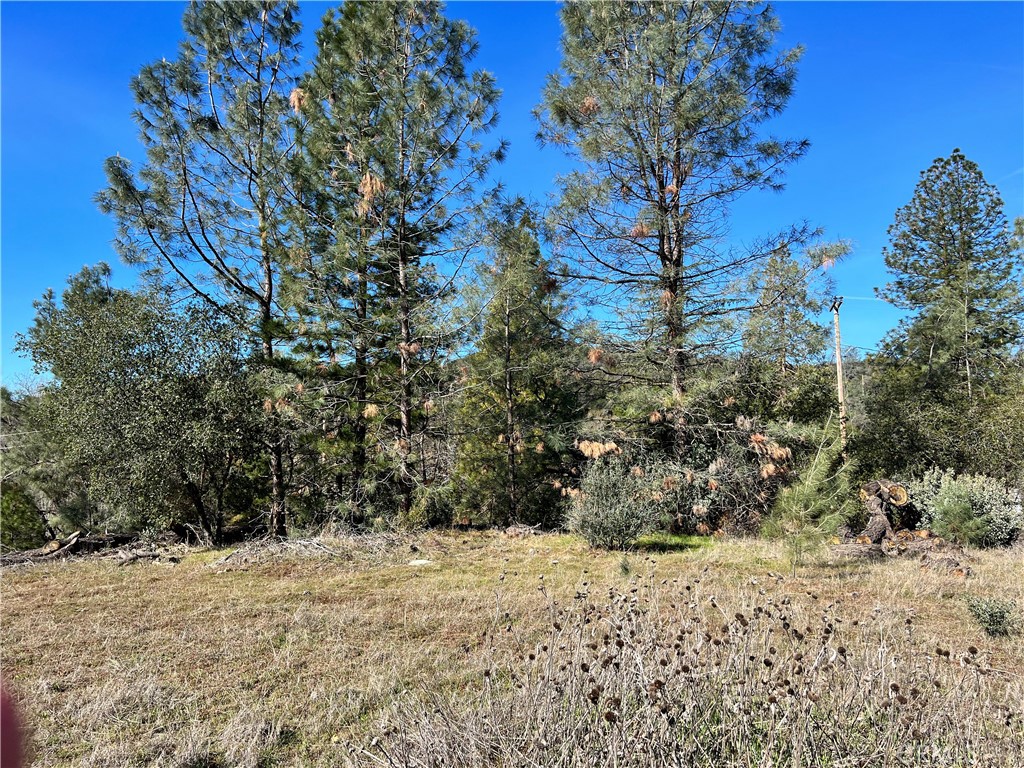 0 Watt Road Ahwahnee, CA 93601 - Photo 14 of 16 a view of a yard with a tree