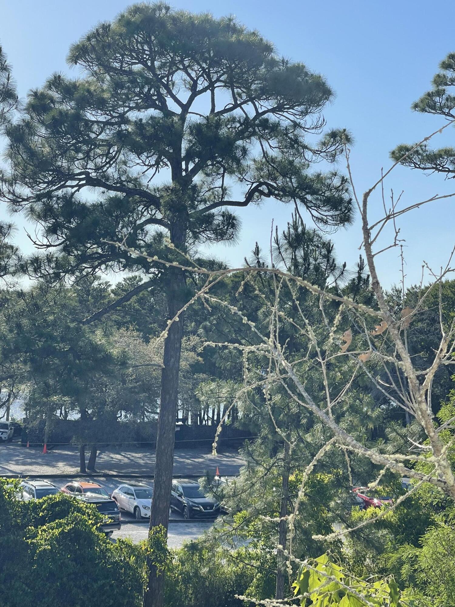 34 Heron's Watch Way, Unit 2304 Santa Rosa Beach, FL 32459 - Photo 25 of 56 a backyard of a house with lots of green space