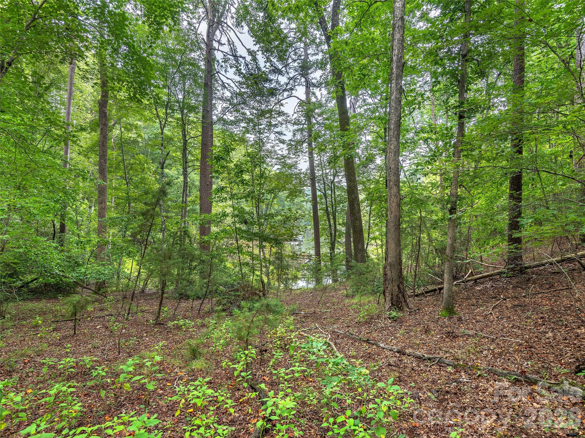 Lot #28 Parkway North Rd Mill Spring, Unit 28 Mill Spring, NC 28756 - Photo 13 of 17