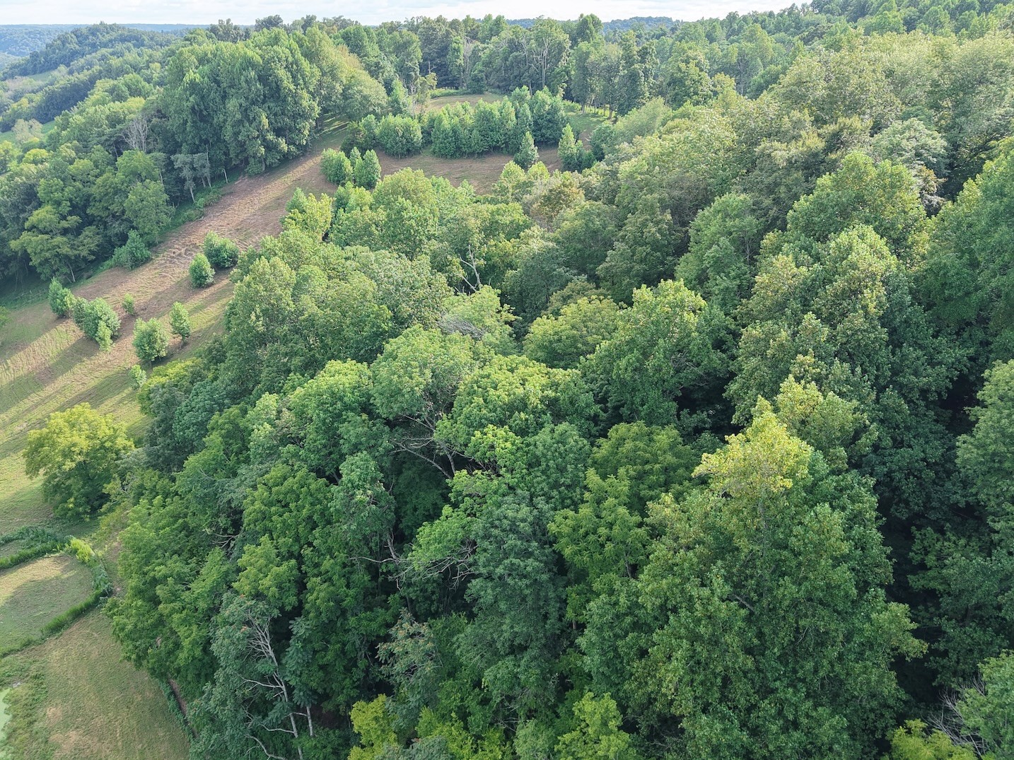 546 Womack Hollow Road Liberty, TN 37095 - Photo 11 of 43 an aerial view of a forest with houses