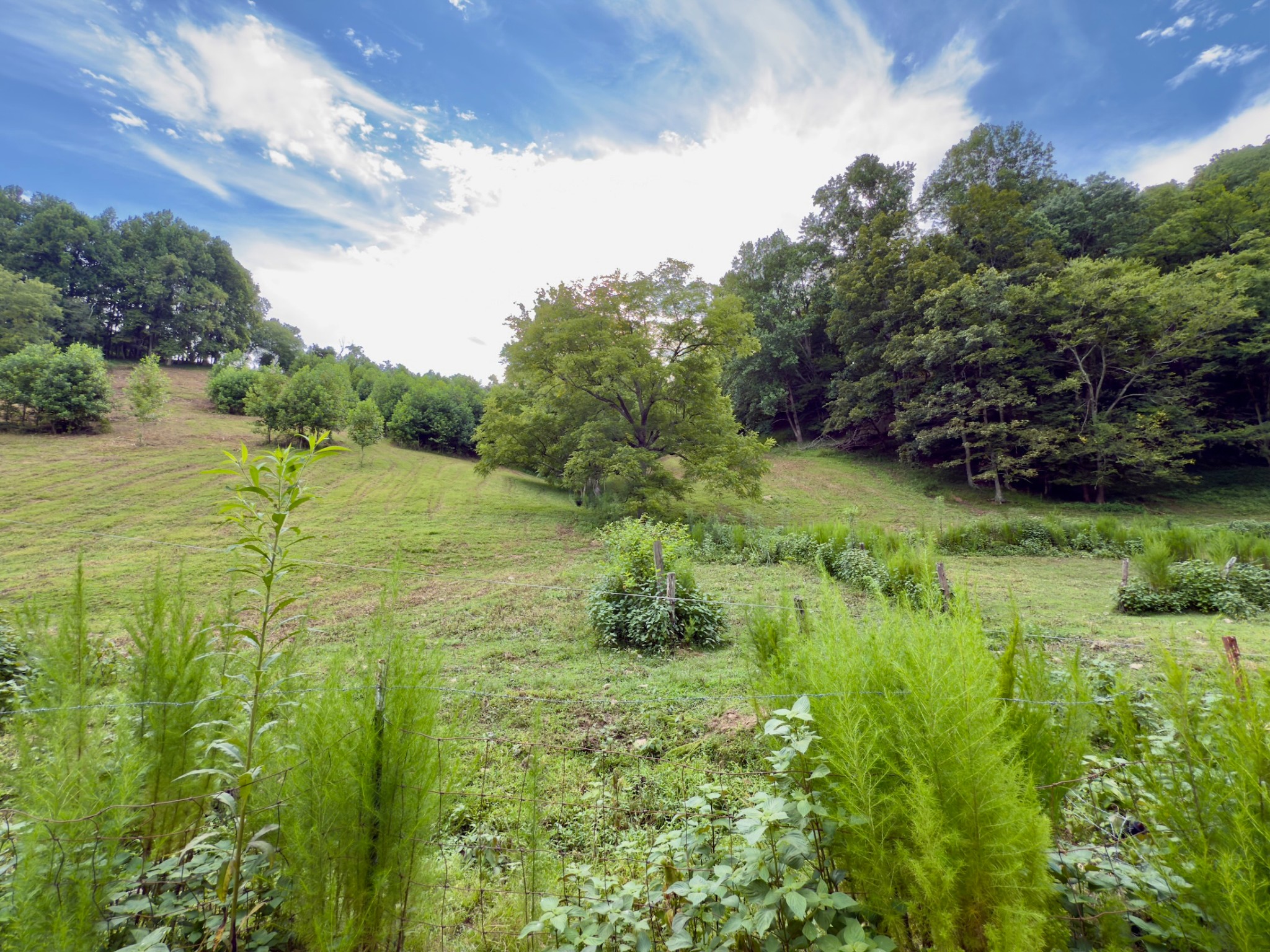 546 Womack Hollow Road Liberty, TN 37095 - Photo 18 of 43 a view of an outdoor space and a yard