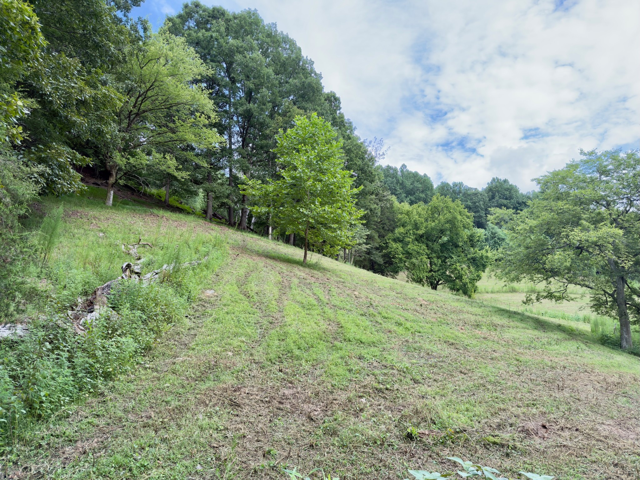 546 Womack Hollow Road Liberty, TN 37095 - Photo 19 of 43 a big yard with lots of green space