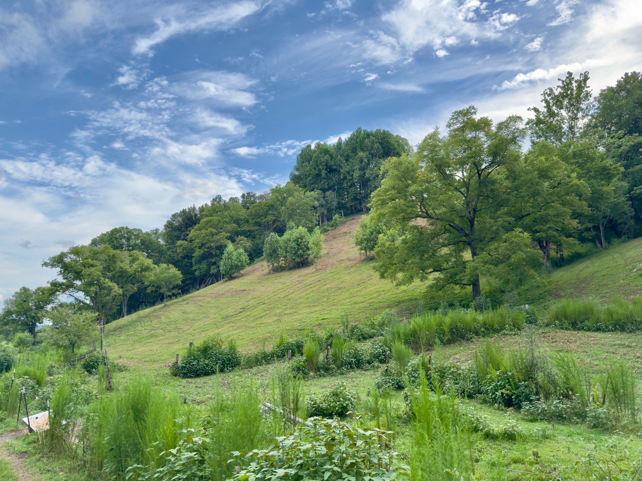 546 Womack Hollow Road Liberty, TN 37095 - Photo 20 of 43 a view of a field of grass and trees