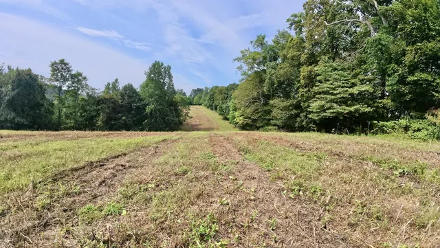 a view of a field with a tree