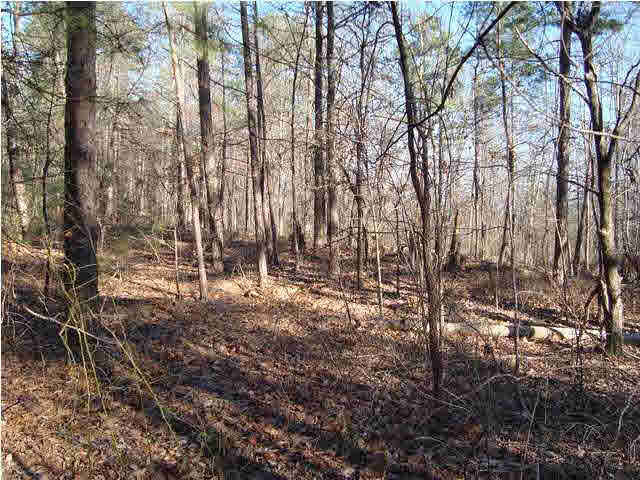 0 Walkers Gap Road, Unit 3 37 AC Springville, AL 35146 - Photo 4 of 9