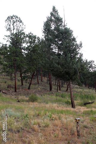 1150 Forest Service 200 Rd Lake Lake George, CO 80827 - Photo 24 of 26 Gallery Image 24