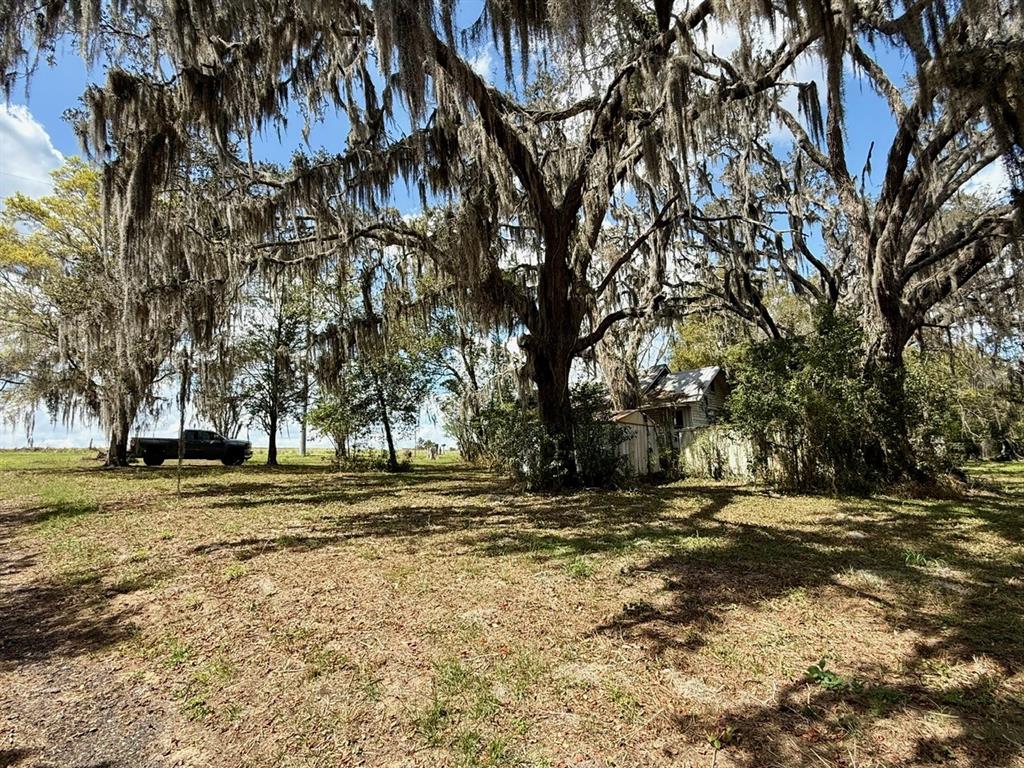 10010 Fort King Road Dade City, FL 33525 - Photo 20 of 36 a view of dirt yard with large trees