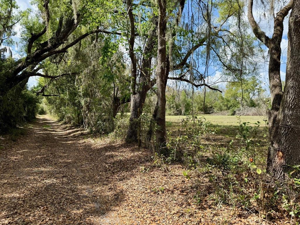 10010 Fort King Road Dade City, FL 33525 - Photo 32 of 36 a view of a yard with a tree
