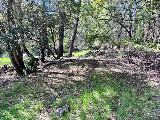 a view of a forest with trees