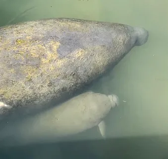 $1,499,000 | 3784 42nd Avenue South, St. Petersburg, FL 33711