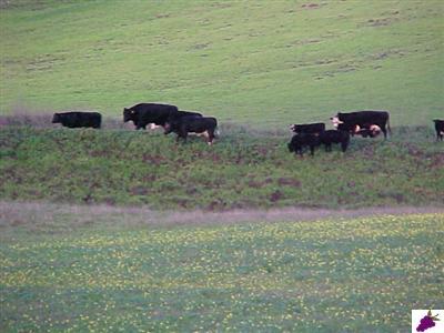 0 Northeast Ne Corner Reedley, CA 93654 - Photo 3 of 6 Cows on the bank of the Alta Canal.