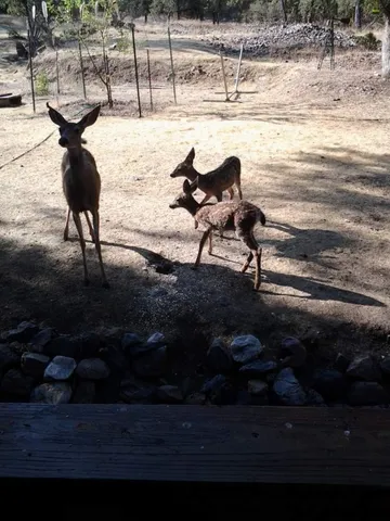 a view of a backyard with table and chairs