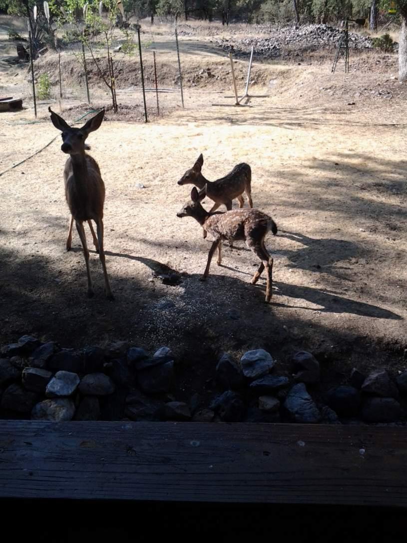 9110 Hidden Valley Road Mountain Ranch, CA 95246 - Photo 38 of 44 a view of a lake