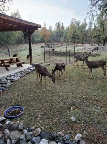 a view of a backyard of the house