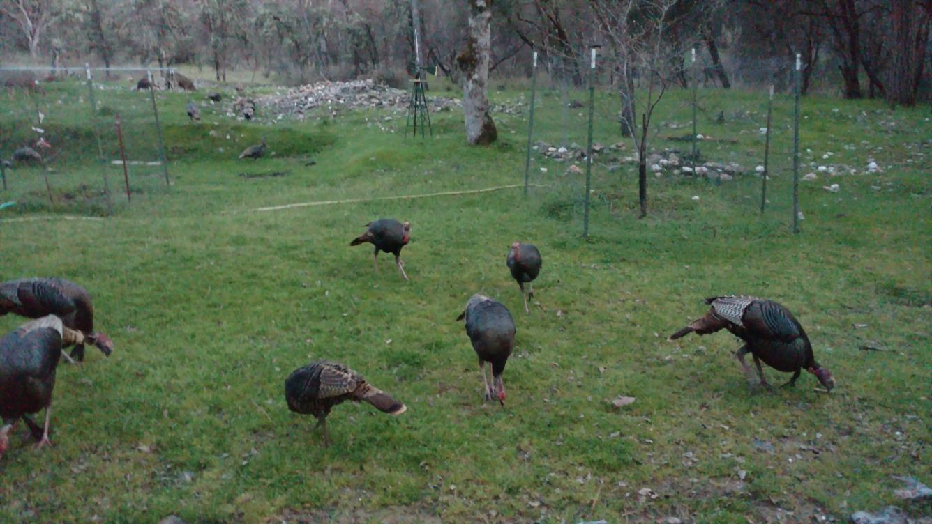 9110 Hidden Valley Road Mountain Ranch, CA 95246 - Photo 41 of 44 a view of an outdoor space and yard