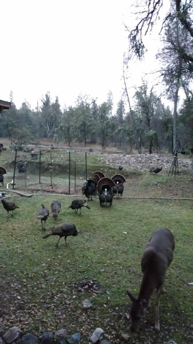 9110 Hidden Valley Road Mountain Ranch, CA 95246 - Photo 42 of 44