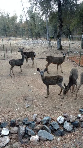 $319,500 | 9110 Hidden Valley Road, Mountain Ranch, CA 95246