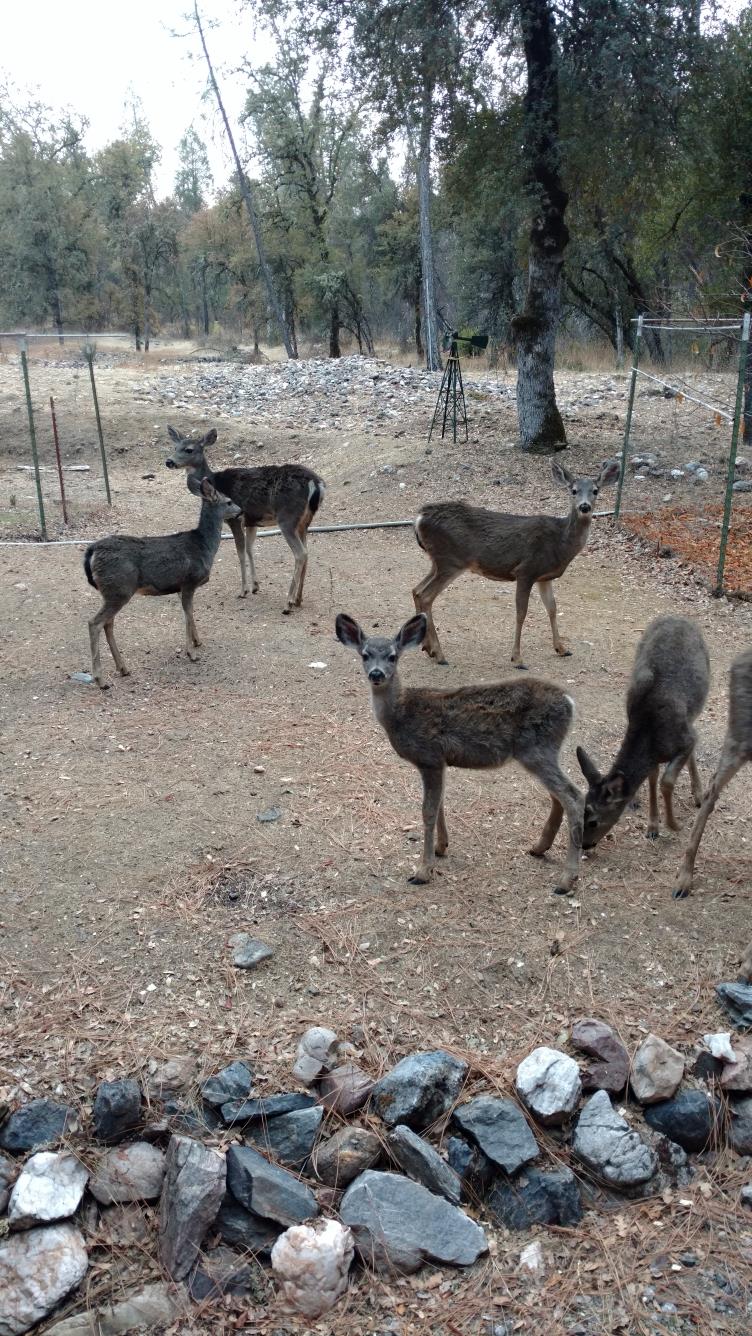 9110 Hidden Valley Road Mountain Ranch, CA 95246 - Photo 43 of 44 a view of a backyard of the house