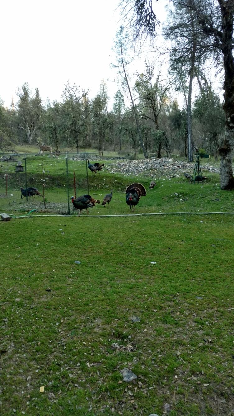 9110 Hidden Valley Road Mountain Ranch, CA 95246 - Photo 44 of 44 a view of outdoor space with deck and yard