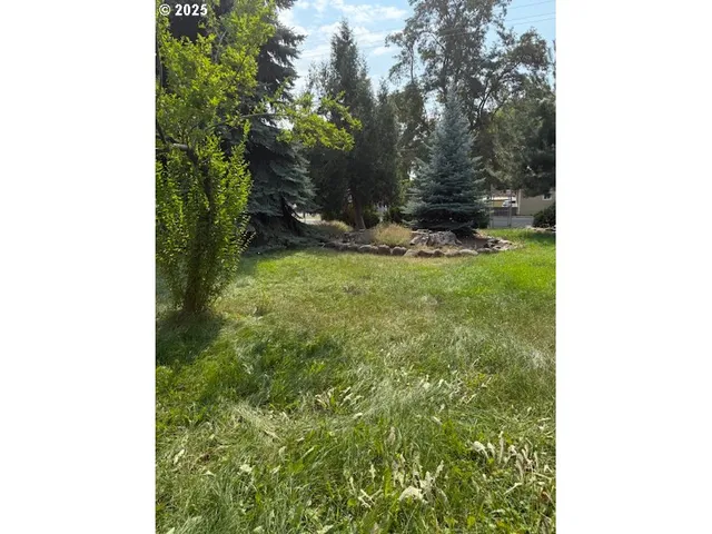 a view of a yard with plants and a bench